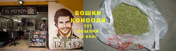 прущие грибы Новозыбков
